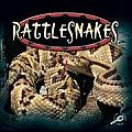 Rattlesnakes