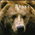 Bears Natures Window