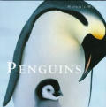 Penguins Natures Window