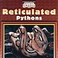 Reticulated Pythons