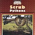 Scrub Pythons