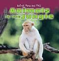 Animals in the Jungle