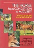 Horse From Concept To Maturity