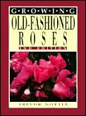 Growing Old Fashioned Roses