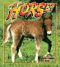 What Is A Horse The Science Of Living Th
