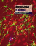 Neuroscience At a Glance