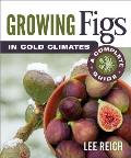 Growing Figs in Cold Climates A Complete Guide