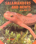 Salamanders & Newts As A New Pet