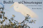 Birdlife at Chincoteague and the Virginia Barrier Islands