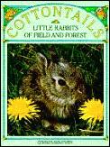 Cottontails Little Rabbits Of Field &