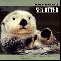 World Of The Sea Otter