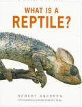 What Is A Reptile
