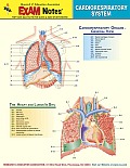 Cardiorespiratory System Anatomy Exam Notes