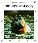 Hippopotamus Animal Close Ups