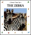 Zebra Animal Close Ups