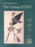 Genus Hosta Giboshi Zoku