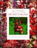Gardeners Guide To Growing Penstemons