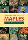 Illustrated Guide To Maples