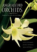 Angraecoid Orchids Species from the African Region