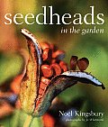 Seedheads In The Garden