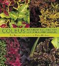 Coleus Rainbow Foliage for Containers & Gardens