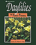 Daylilies The Perfect Perennial