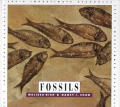 Fossils Lets Investigate