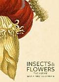 Insects & Flowers The Art of Maria Sibylla Merian