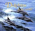 Dolphins Of The World