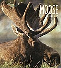 Living Wild: Moose