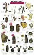 Mac's Field Guides: Southwest Cacti, Shrubs, Trees