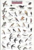Mac's Field Guides: Northern California Park & Garden Birds