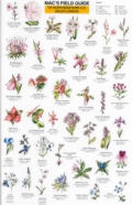 Northeast Wildflowers (Mac's Guides)