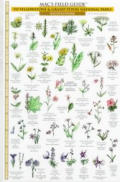 Mac's Field Guides: Yellowstone Trees & Flowers