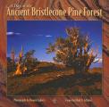 Day in the Ancient Bristlecone Pine Forest