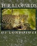 Leopards Of Londolozi