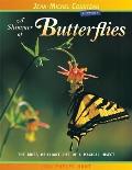 A Shimmer of Butterflies: The Brief, Brilliant Life of a Magical Insect