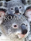 Koalas Moving Portraits Of Serenity