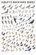 Sibley's Backyard Birds: Western North America
