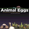 Animal Eggs: An Amazing Clutch of Mysteries and Marvels