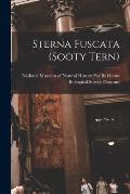 Sterna Fuscata (sooty Tern)