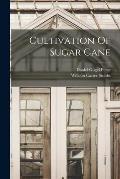 Cultivation Of Sugar Cane