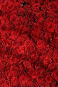Red Roses: Red Roses Stand for Passion, True Love, Romance and Desire. the Red Rose Is a Classic I Love You Rose. When Red Roses