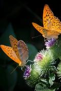 Silver Bordered Fritillaries: The Silver-Bordered Fritillary Gets Its Name from Its Very Distinctive Light-Colored Border.