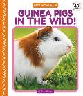 Guinea Pigs in the Wild!