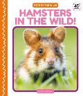 Hamsters in the Wild!