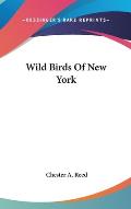 Wild Birds of New York