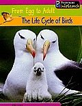 Life Cycle Of Birds