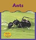 Ants (Under My Feet)