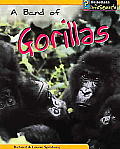 Animal Groups A Band Of Gorillas